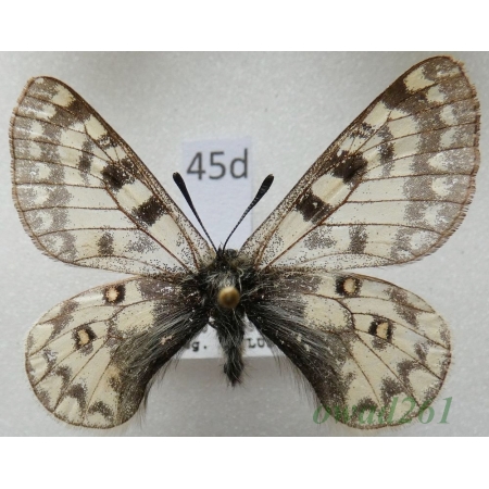 Parnassius simo ssp. miroku Inaoka & Shinkai, 1994 China45d